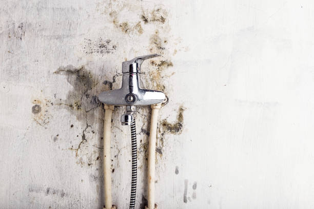 Best Emergency Mold Remediation in Maria Stein, OH
