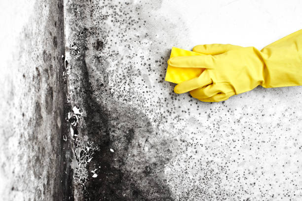 Best Attic Mold Remediation in Maria Stein, OH