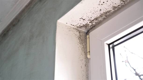 Best Industrial Mold Remediation in Maria Stein, OH