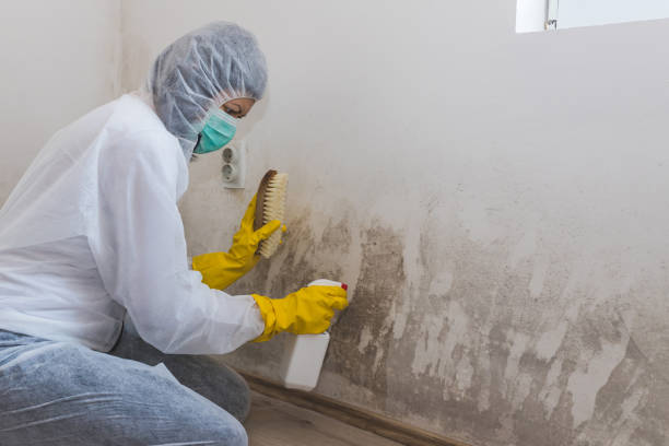 Best Attic Mold Remediation in Maria Stein, OH
