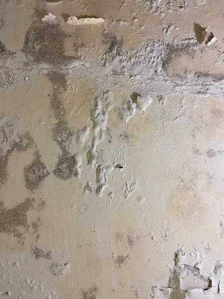 Best Post-Flood Mold Remediation in Maria Stein, OH